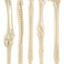 Pack X 12 Lapiz Pasta Hueso Kineseologo, Medico, Enfermera - Spacemarket